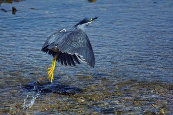 Striated Heron Unknown Spots Sun, 8/19/2018