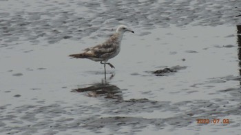 ウミネコ 葛西臨海公園 2023年7月3日(月)