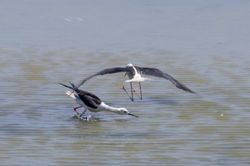 Black-winged Stilt Unknown Spots Sat, 7/22/2023