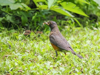 Brown-headed Thrush Togakushi Forest Botanical Garden Fri, 8/4/2023