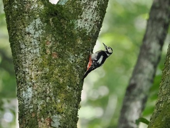 Great Spotted Woodpecker Togakushi Forest Botanical Garden Fri, 8/4/2023