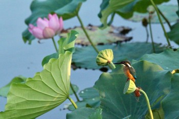 Common Kingfisher Unknown Spots Thu, 8/2/2018