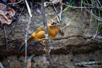 Fri, 8/4/2023 Birding report at Machida Yakushiike Park