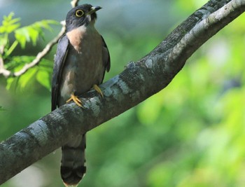 Malaysian Hawk-Cuckoo 紀伊山地 Sat, 7/29/2023