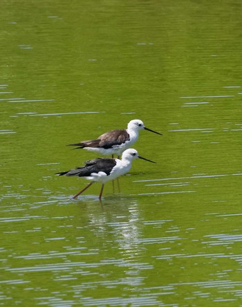 セイタカシギ 東京港野鳥公園 2023年8月4日(金)