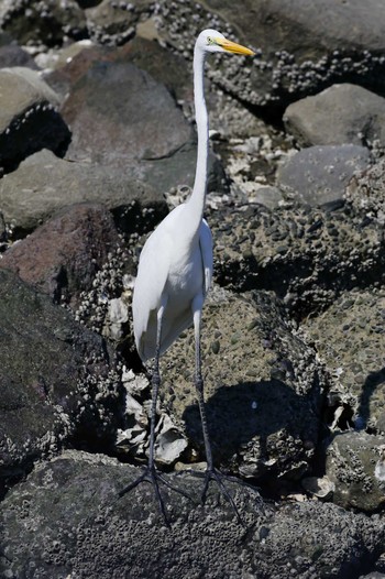 Medium Egret Tokyo Port Wild Bird Park Fri, 8/4/2023