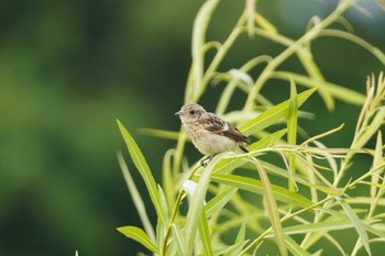 ノビタキ 茨戸川緑地 2023年6月24日(土)