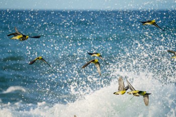 White-bellied Green Pigeon Terugasaki Beach Sat, 8/5/2023