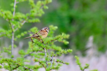 Chestnut-eared Bunting 奥日光 Fri, 6/16/2023