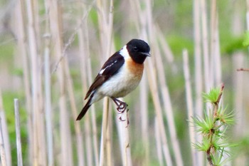 Amur Stonechat 奥日光 Fri, 6/16/2023