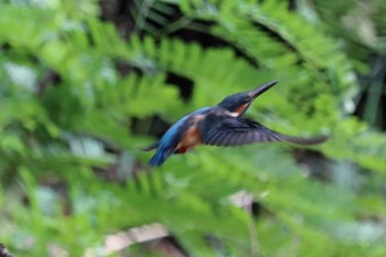 カワセミ 祖父江ワイルドネイチャー緑地 2023年8月5日(土)