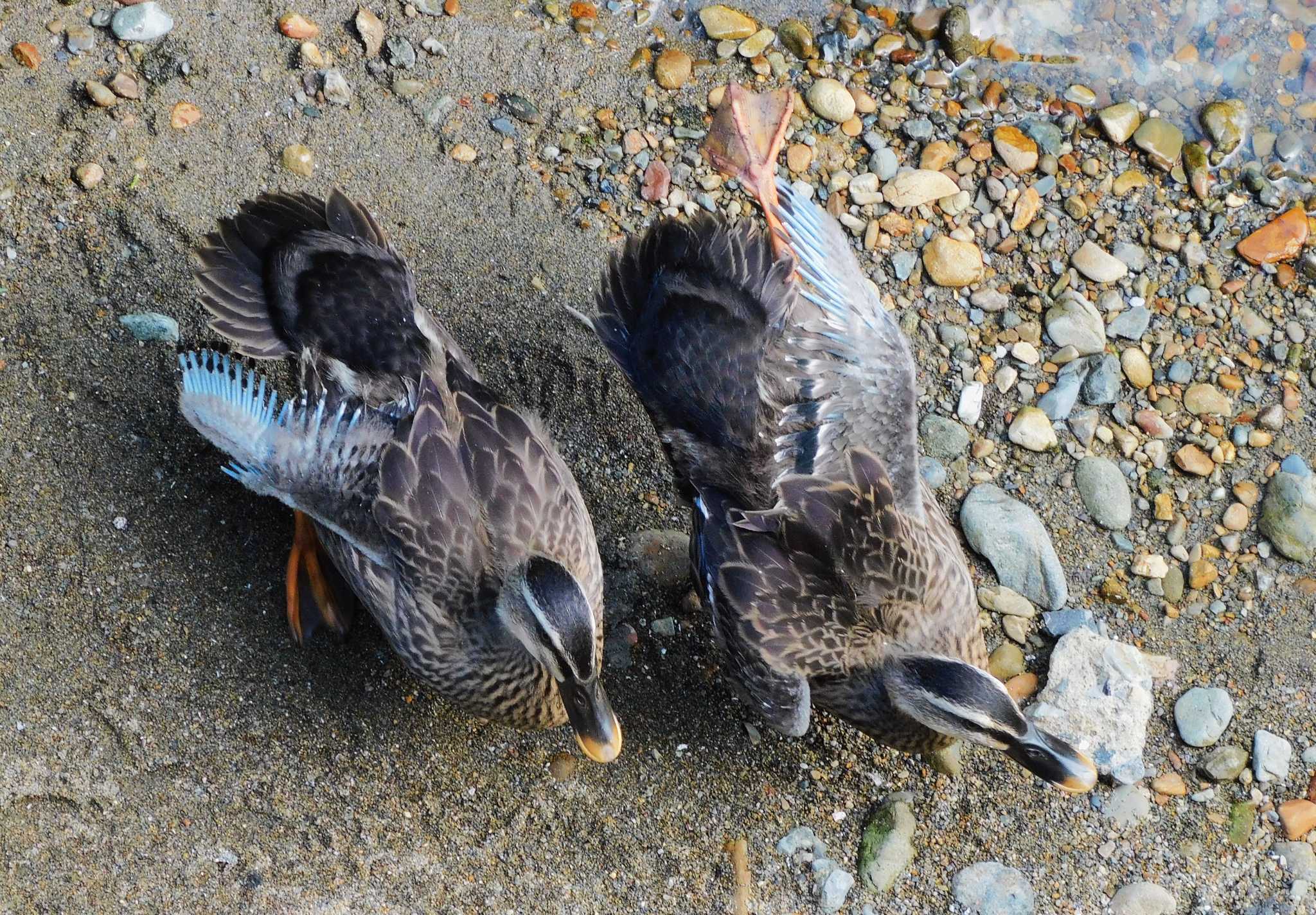 平和の森公園、妙正寺川 カルガモの写真