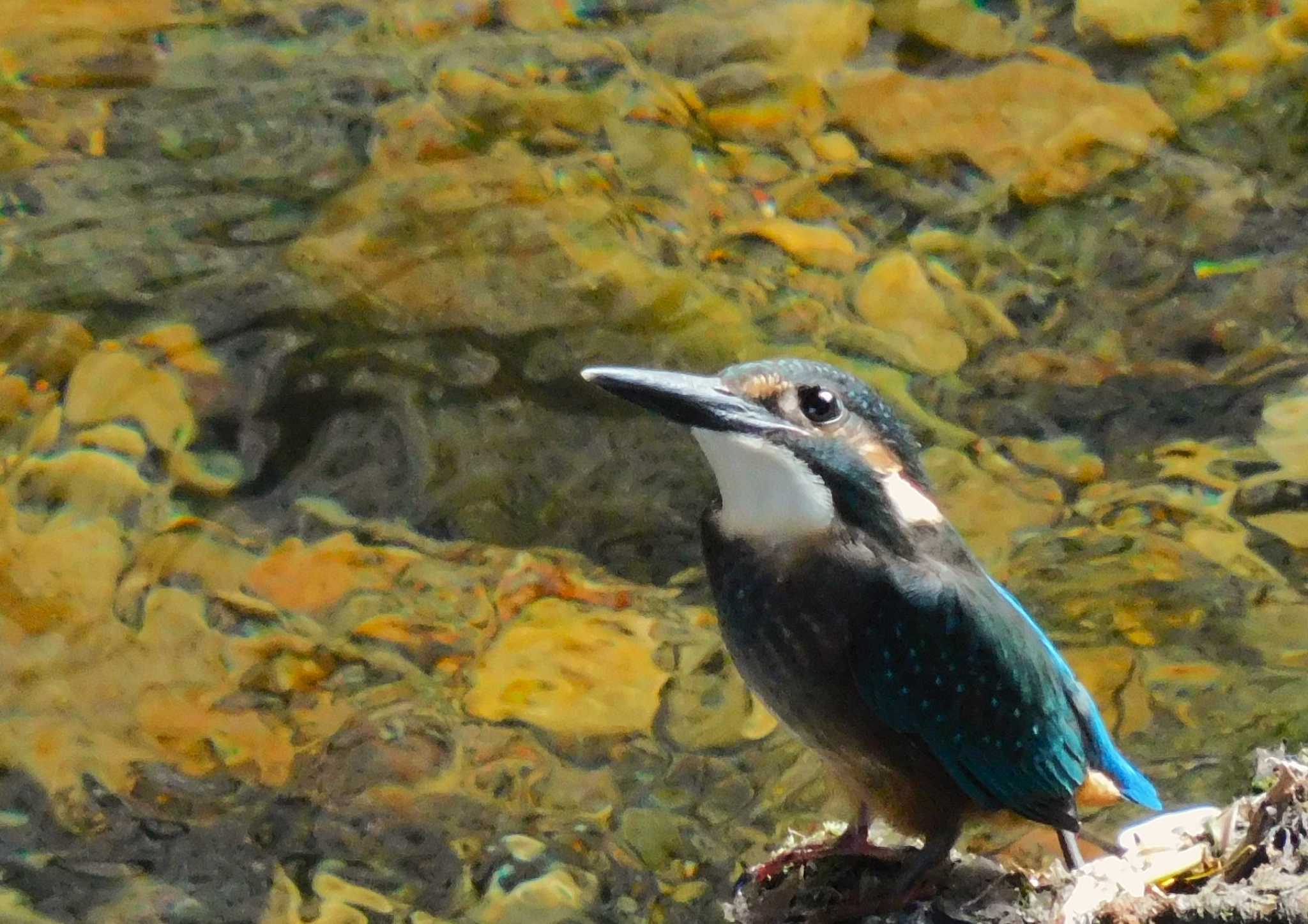 平和の森公園、妙正寺川 カワセミの写真