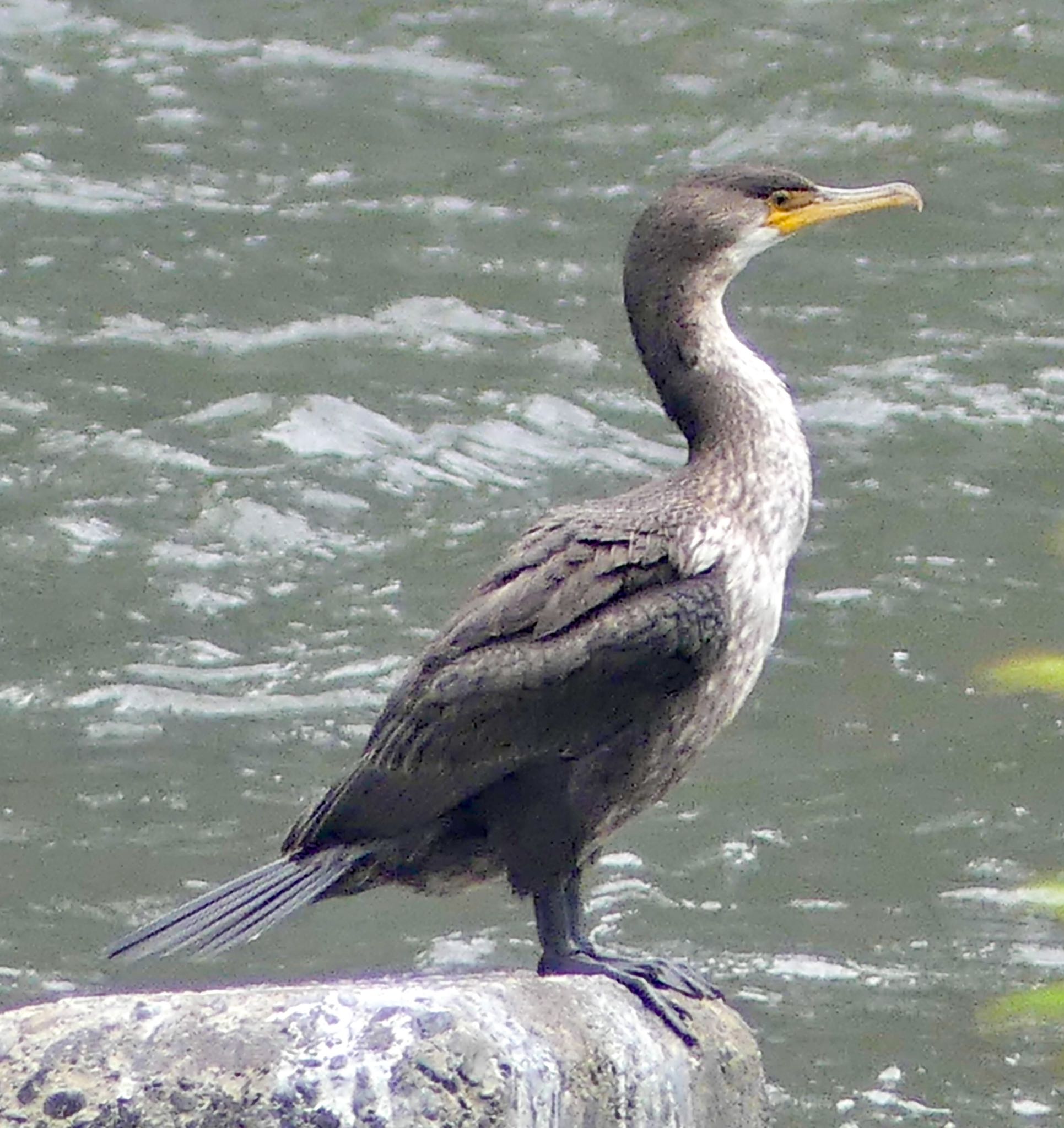 真駒内公園 ウミウの写真