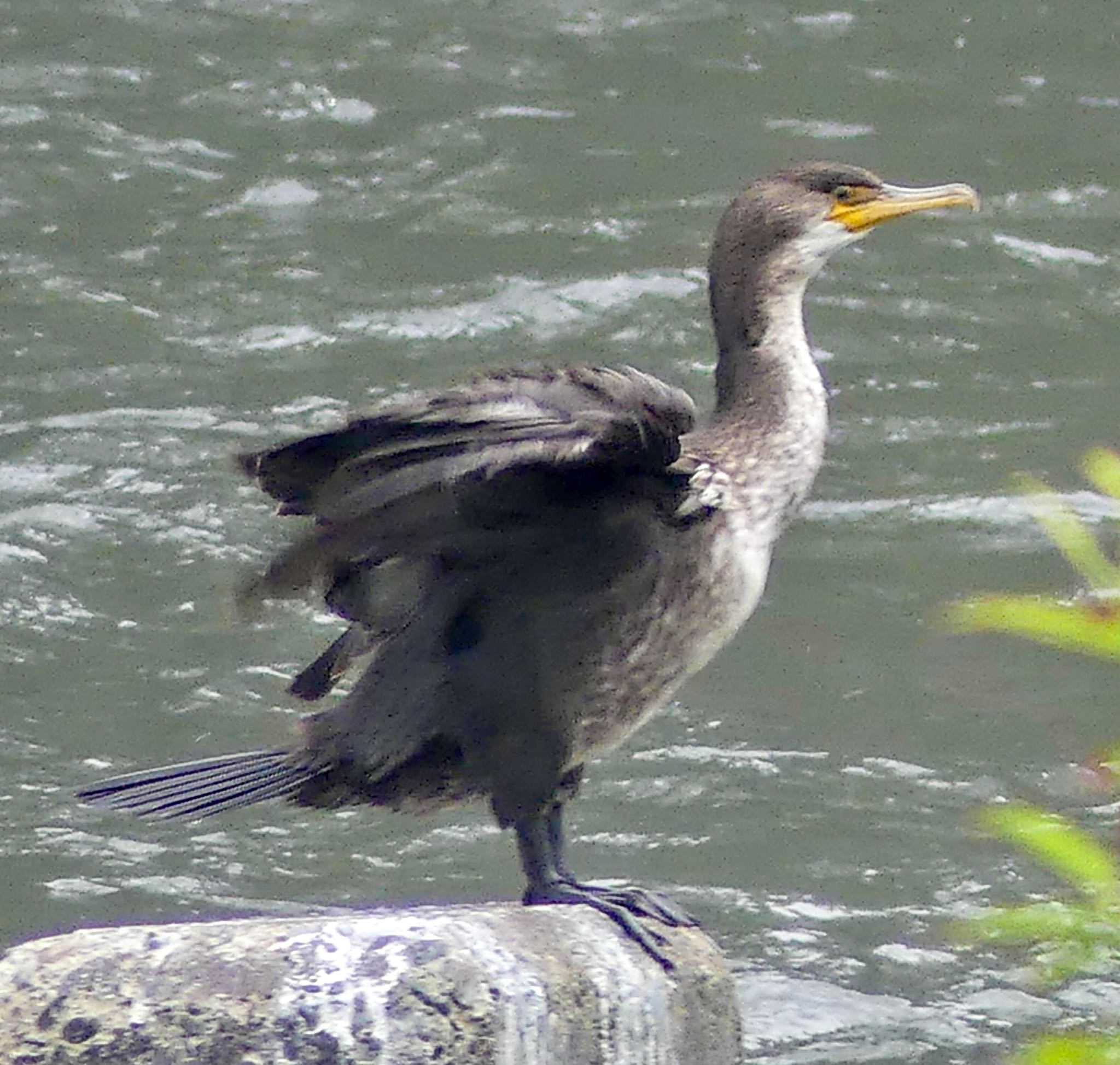 真駒内公園 ウミウの写真