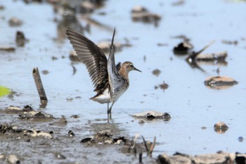 Long-toed Stint 熊本市沖新町 Fri, 8/9/2019