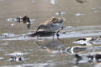 Long-toed Stint 熊本市沖新町 Sat, 8/17/2019