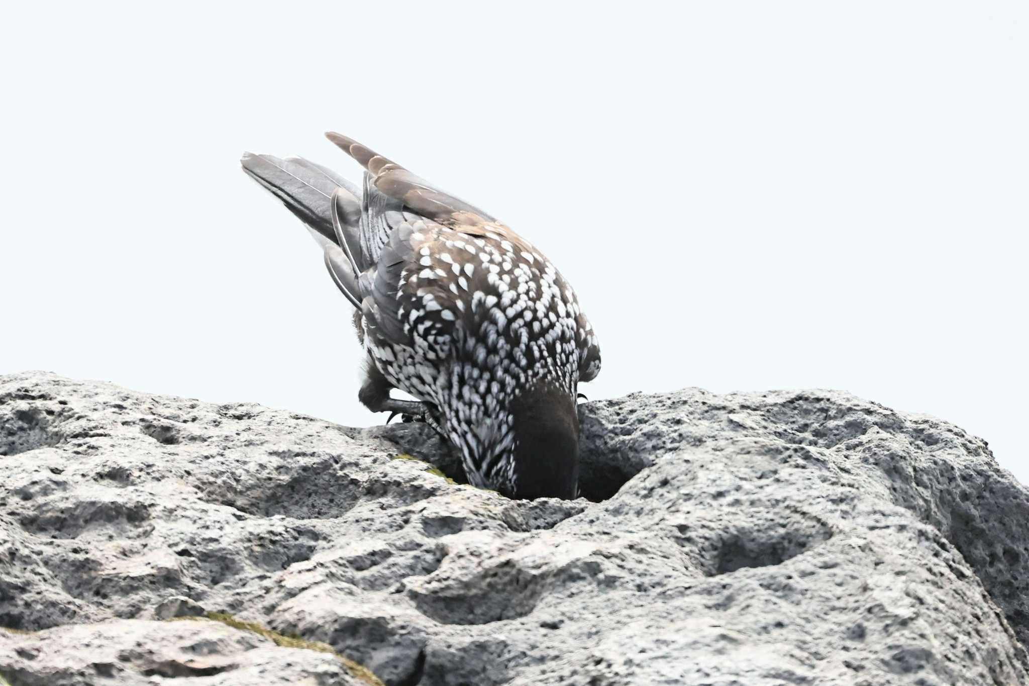 Spotted Nutcracker