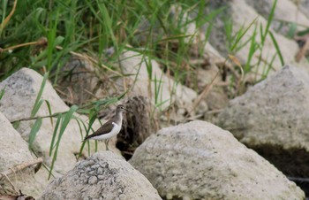 2018年8月19日(日) 浅羽ビオトープの野鳥観察記録