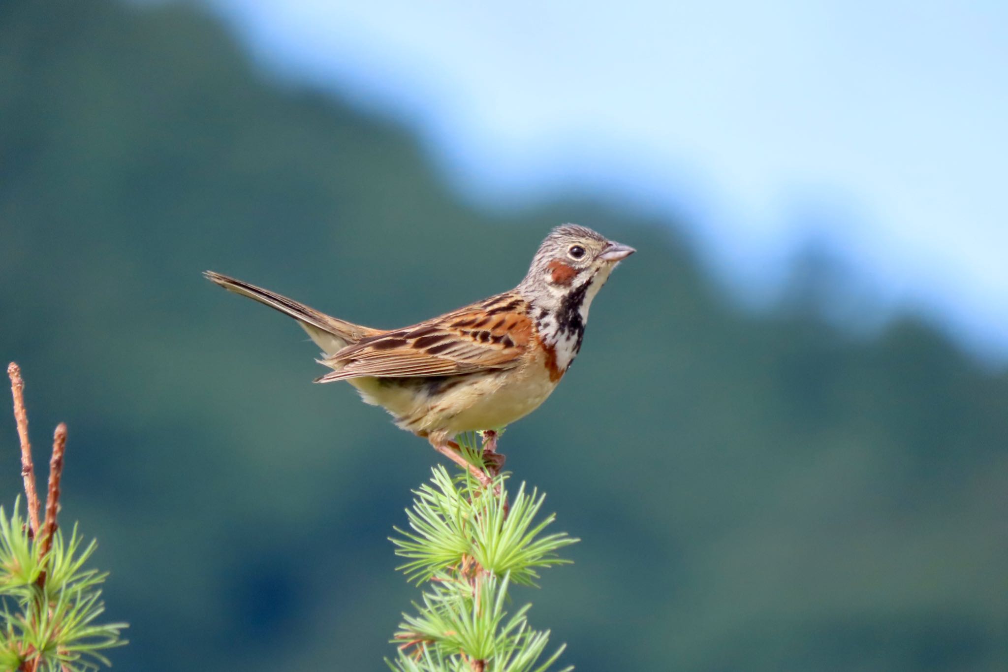 奥日光 ホオアカの写真 by 中学生探鳥家