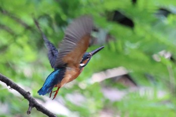 Common Kingfisher 祖父江ワイルドネイチャー緑地 Sat, 8/5/2023