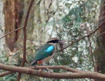 ヤイロチョウ ささやまの森公園(篠山の森公園) 2023年7月31日(月)