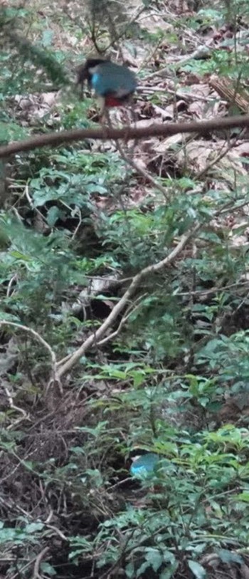 ヤイロチョウ ささやまの森公園(篠山の森公園) 2023年7月31日(月)