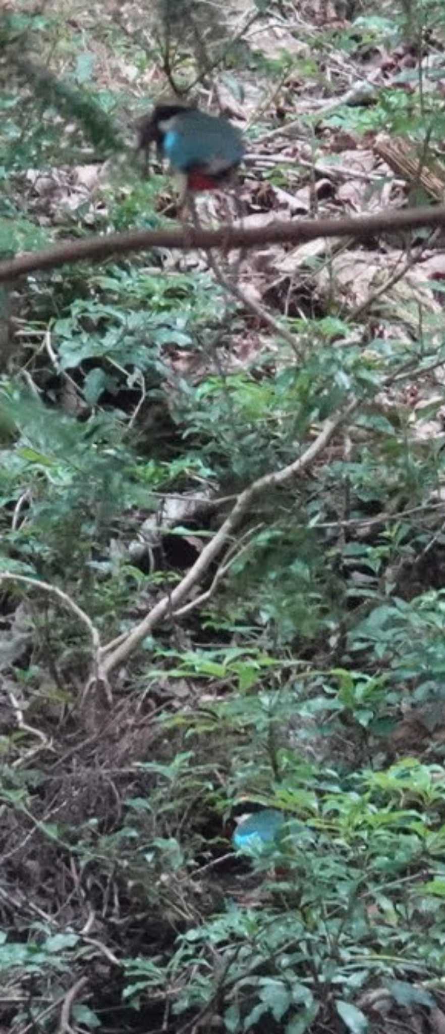 ささやまの森公園(篠山の森公園) ヤイロチョウの写真 by FujiKen