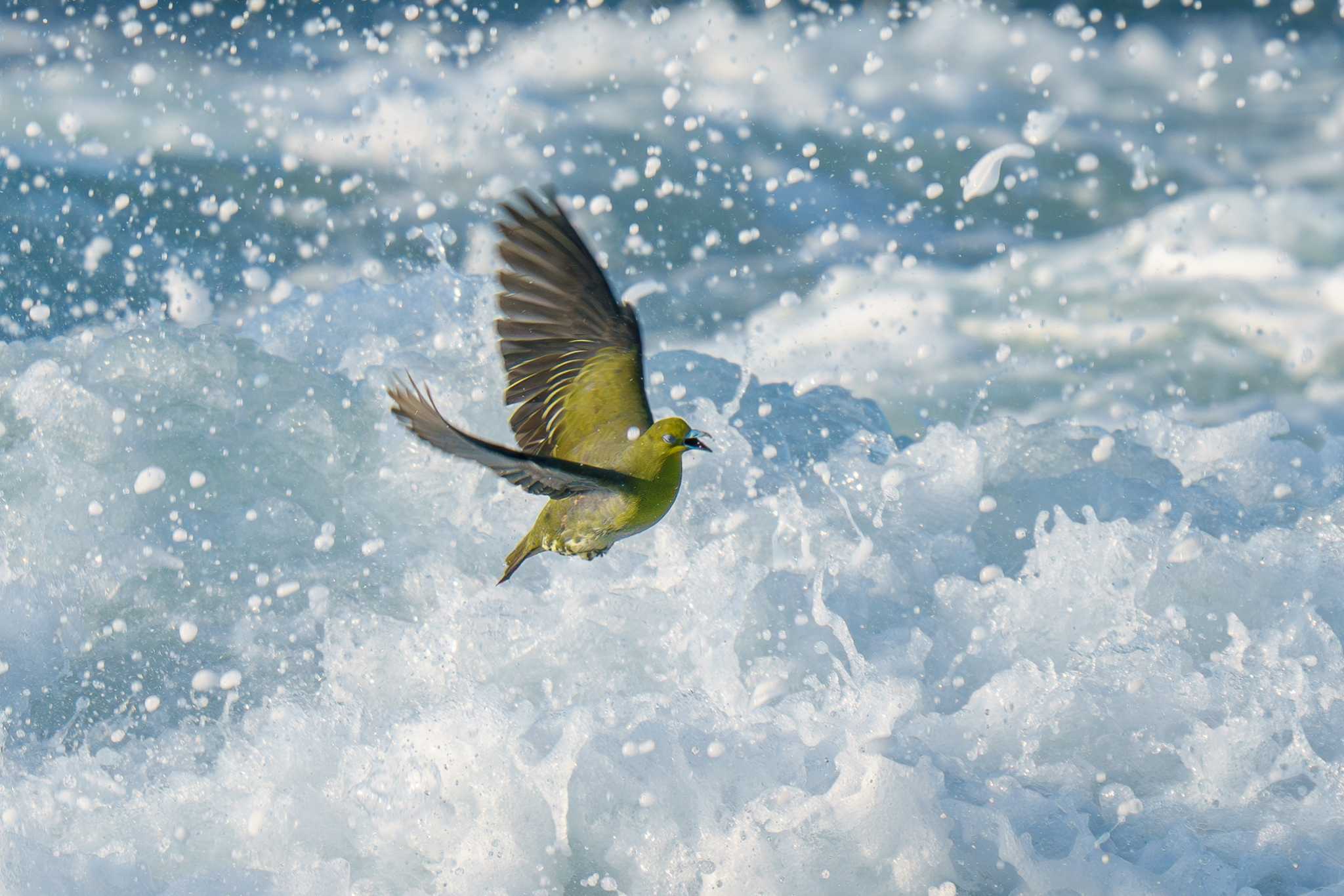 Photo of White-bellied Green Pigeon at Terugasaki Beach by Tosh@Bird