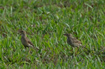 Paddyfield Pipit Bay East Garden (Singapore) Sat, 8/5/2023