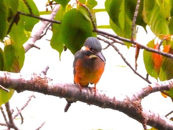 2023年8月5日(土) 西岡公園(西岡水源地)の野鳥観察記録