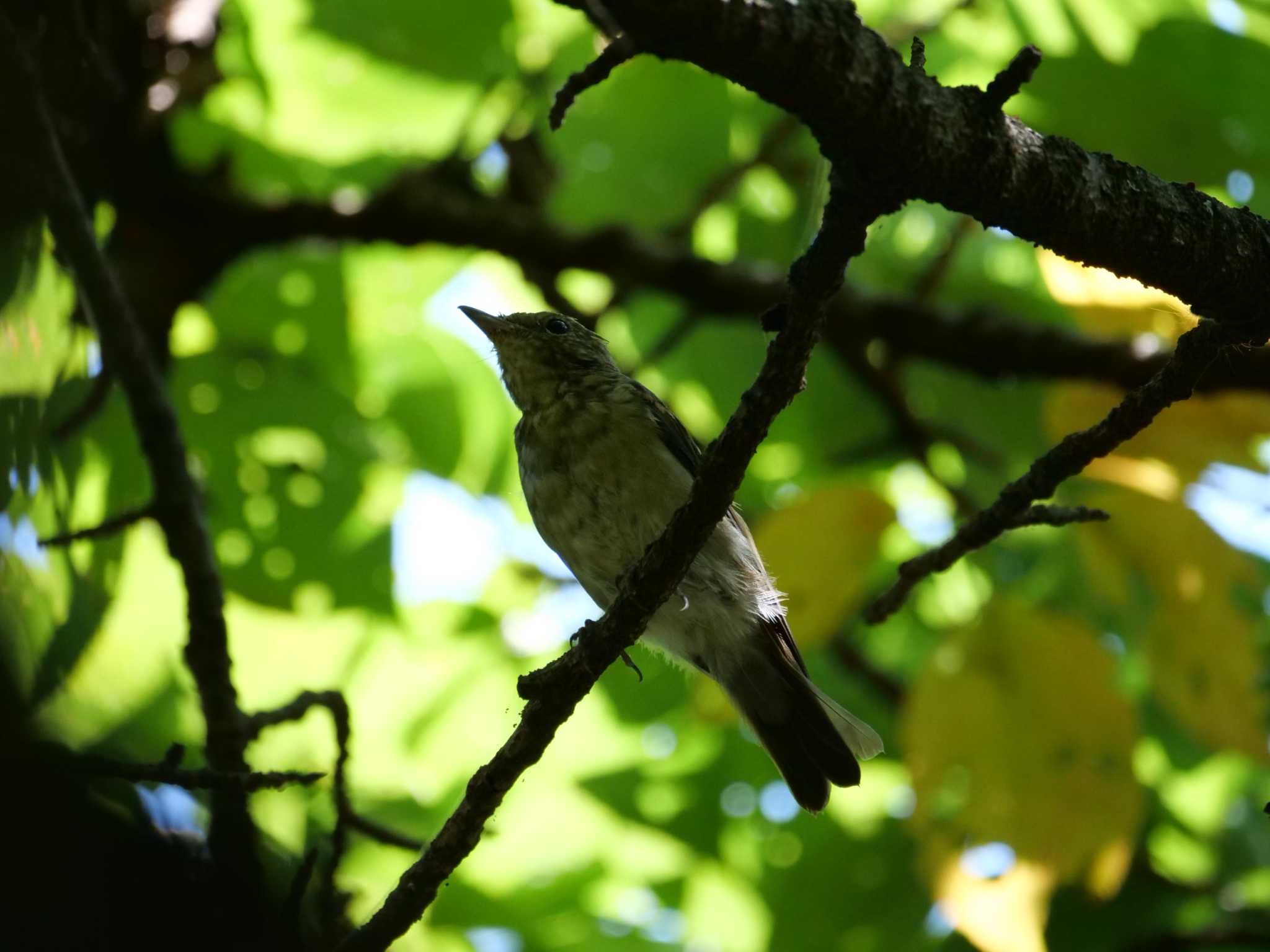 秩父 コサメビタキの写真 by little birds