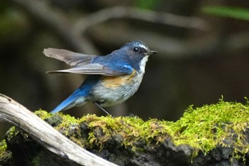 2023年8月5日(土) 奥庭荘(富士山)の野鳥観察記録