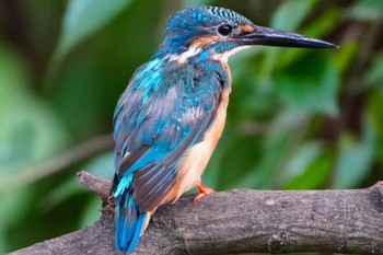 Common Kingfisher 天王寺公園(大阪市) Sat, 8/5/2023