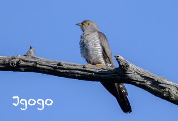 Common Cuckoo Senjogahara Marshland Sun, 7/16/2023