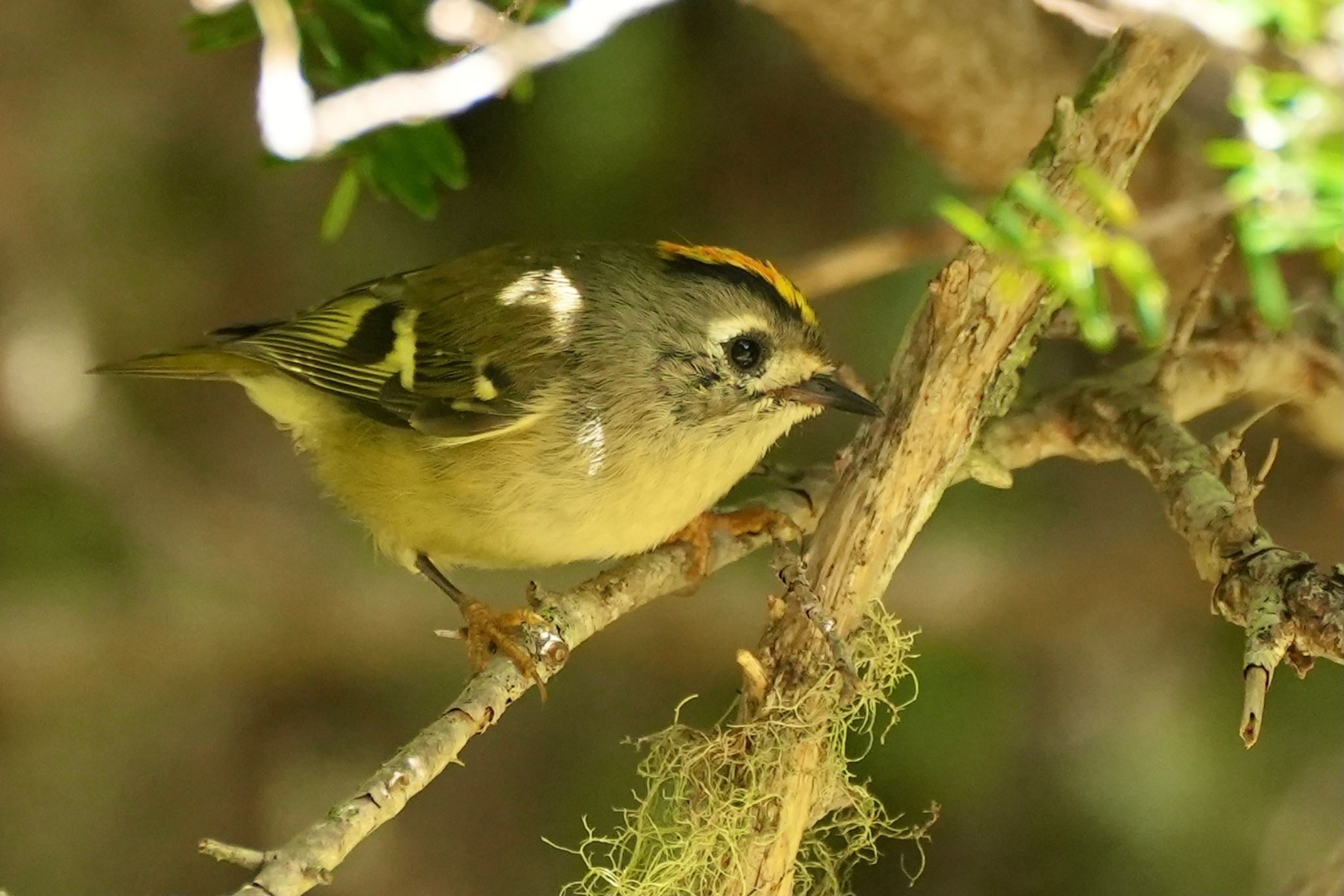 Goldcrest