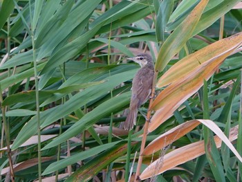 Oriental Reed Warbler Isanuma Sat, 8/5/2023