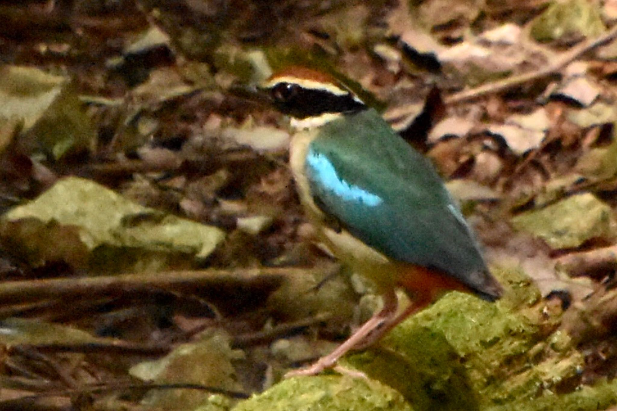 ささやまの森公園(篠山の森公園) ヤイロチョウの写真 by 遼太