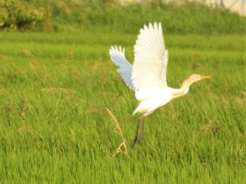 アマサギ さいたま市農耕地 2023年8月5日(土)