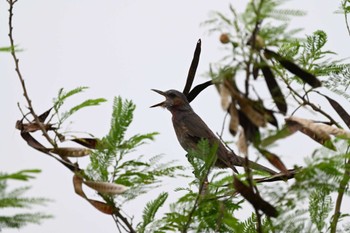 リュウキュウヒヨドリ Manko Waterbird & Wetland Center  Sat, 6/17/2023