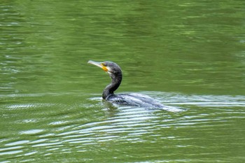 Great Cormorant 愛知県緑化センター 昭和の森 Sat, 8/5/2023