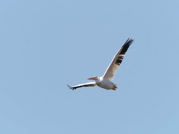 Great White Pelican North Inba Swamp Sat, 8/5/2023