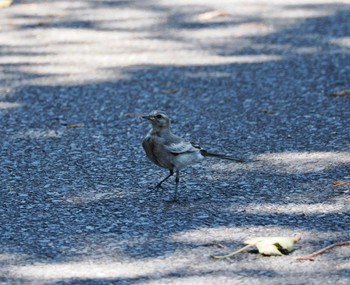 ハクセキレイ 葛西臨海公園 撮影日未設定