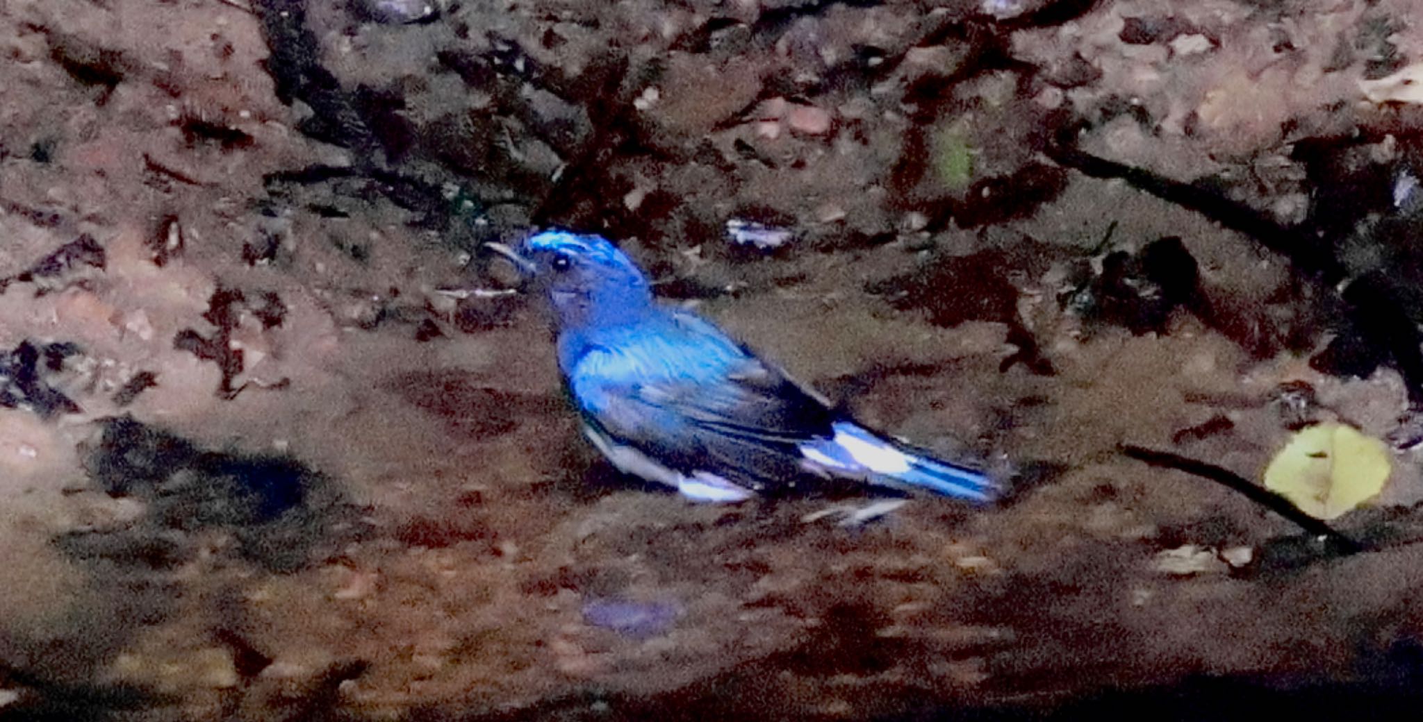 Blue-and-white Flycatcher