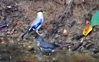 Japanese Grosbeak 伊香保森林公園 Sun, 7/30/2023