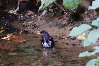 クロツグミ 伊香保森林公園 2023年7月30日(日)