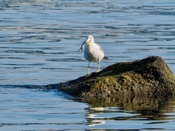 2023年7月26日(水) お台場海浜公園の野鳥観察記録