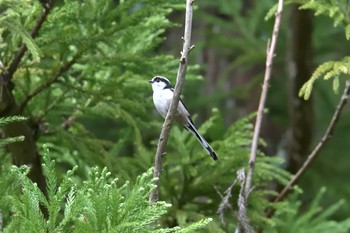 Sun, 8/19/2018 Birding report at Mie-ken Ueno Forest Park