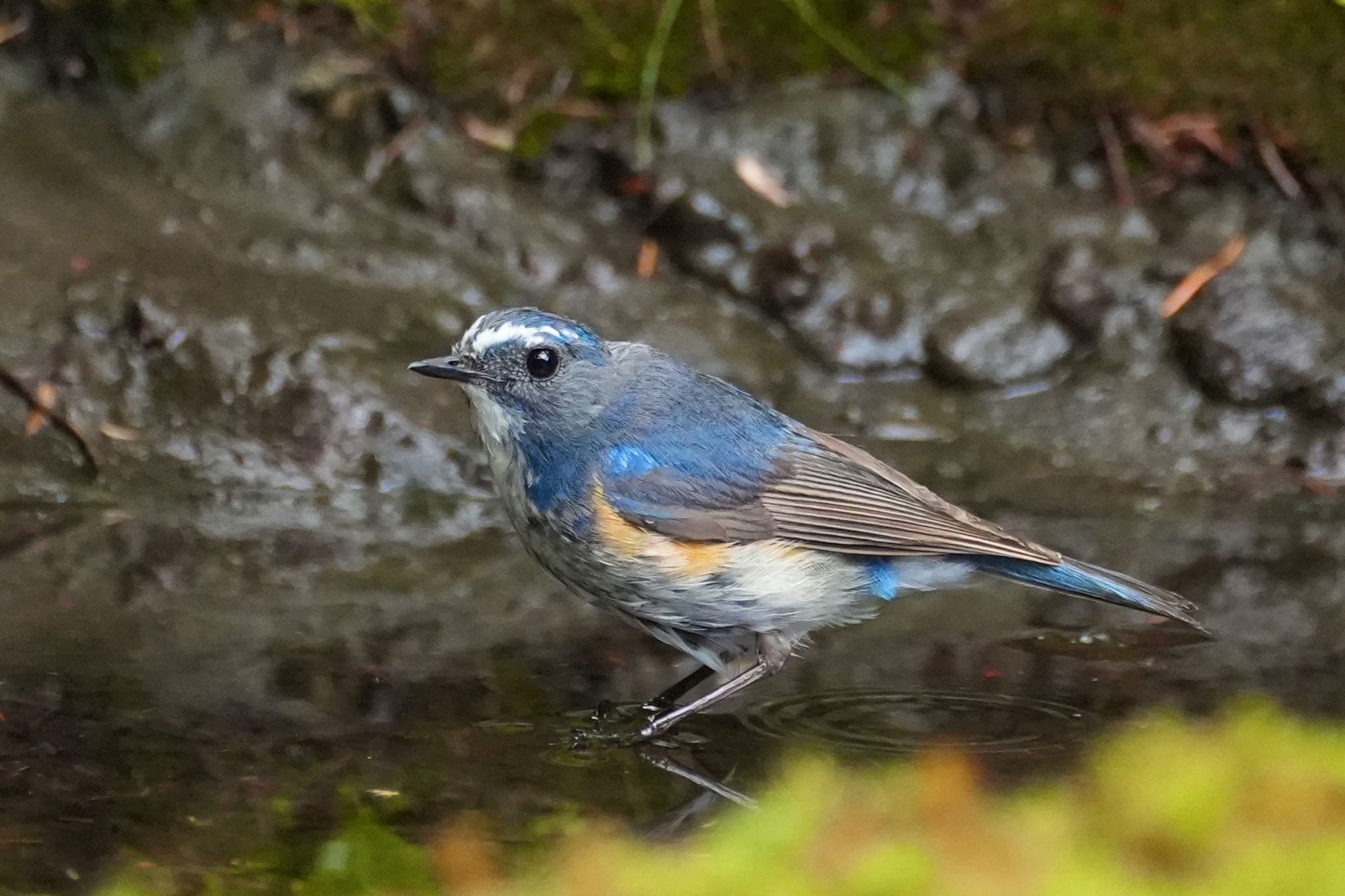 Red-flanked Bluetail