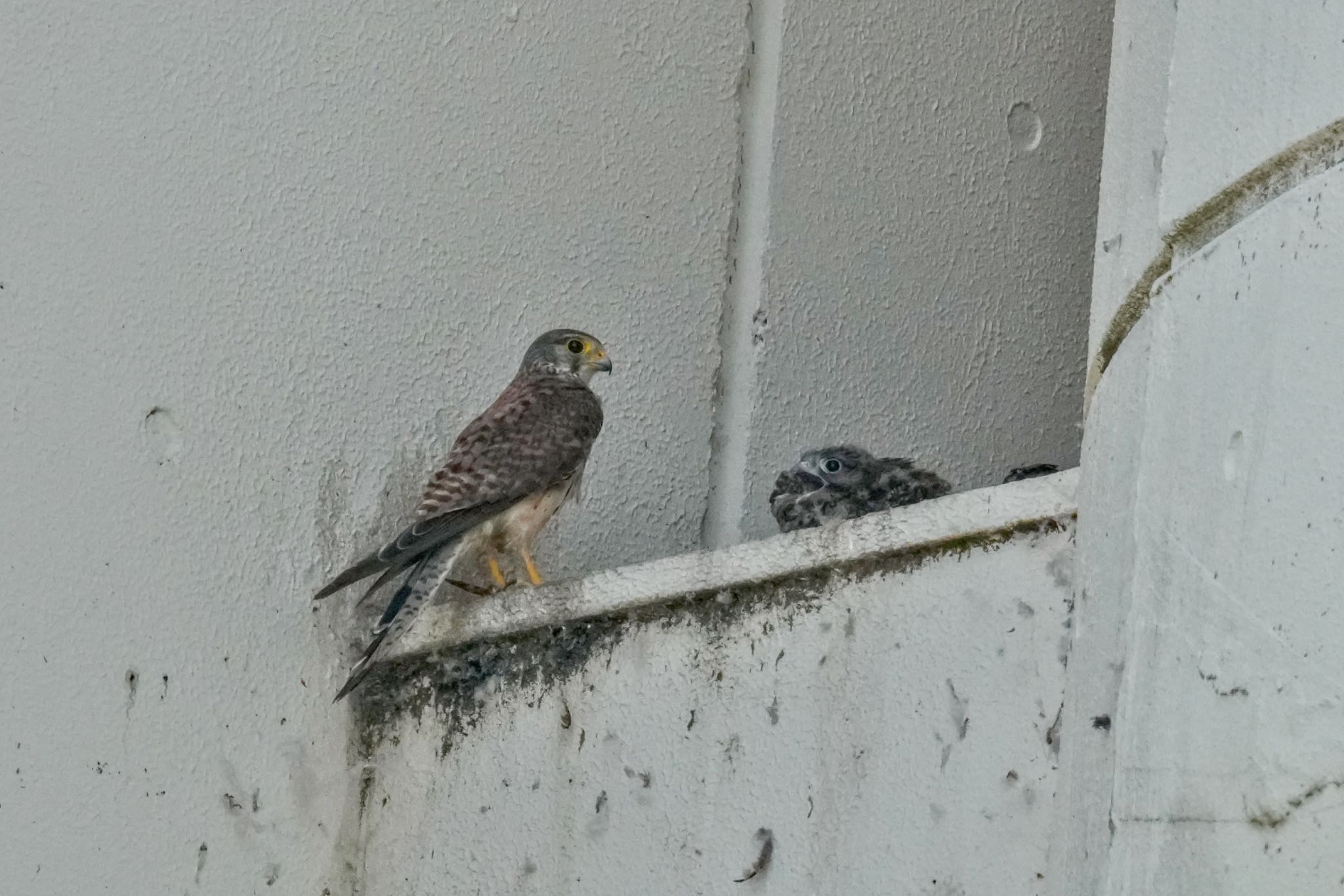 Common Kestrel